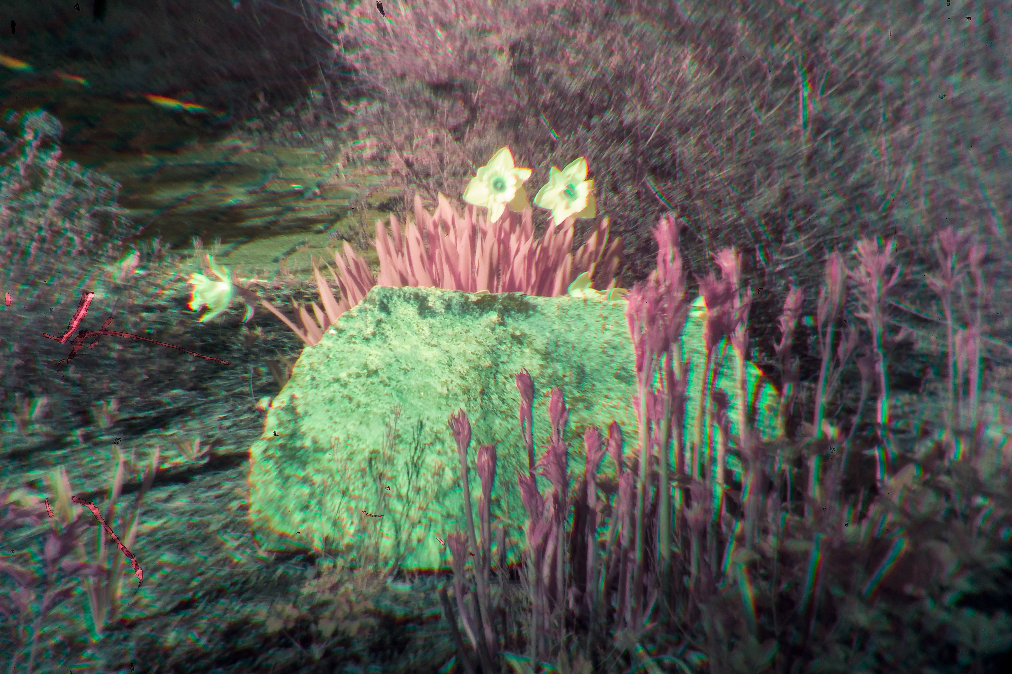 Plants photographed in infrared