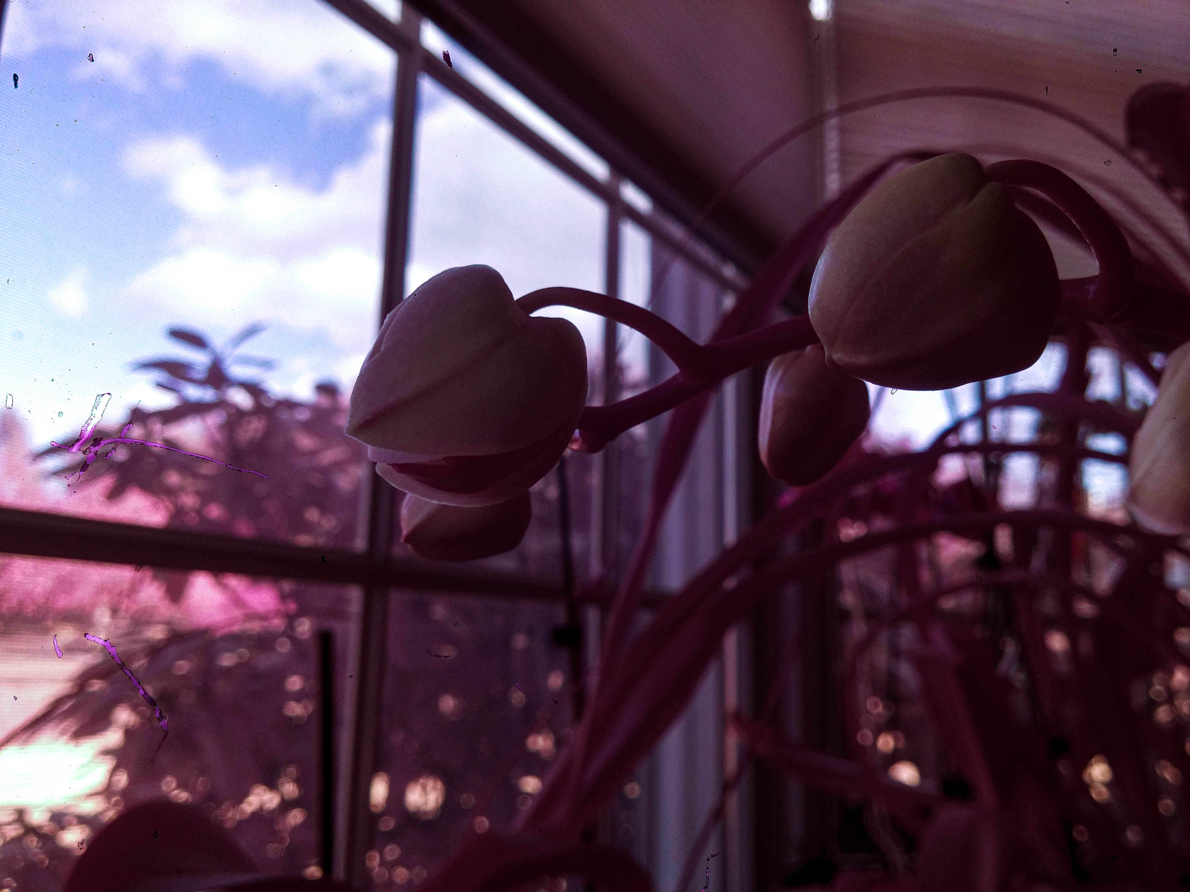 Macro infrared photograph