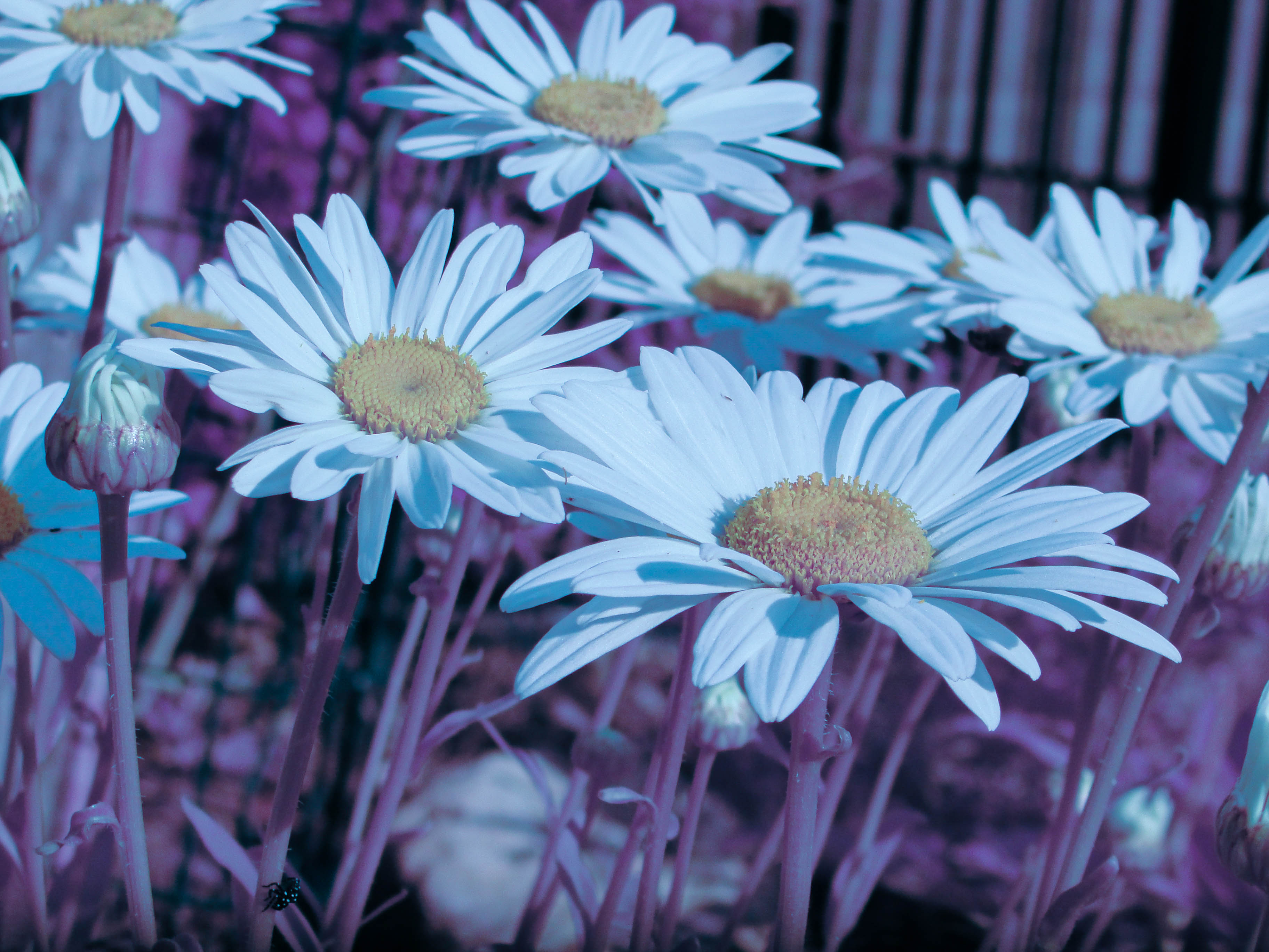 Sample infrared photo from DSC-H20
