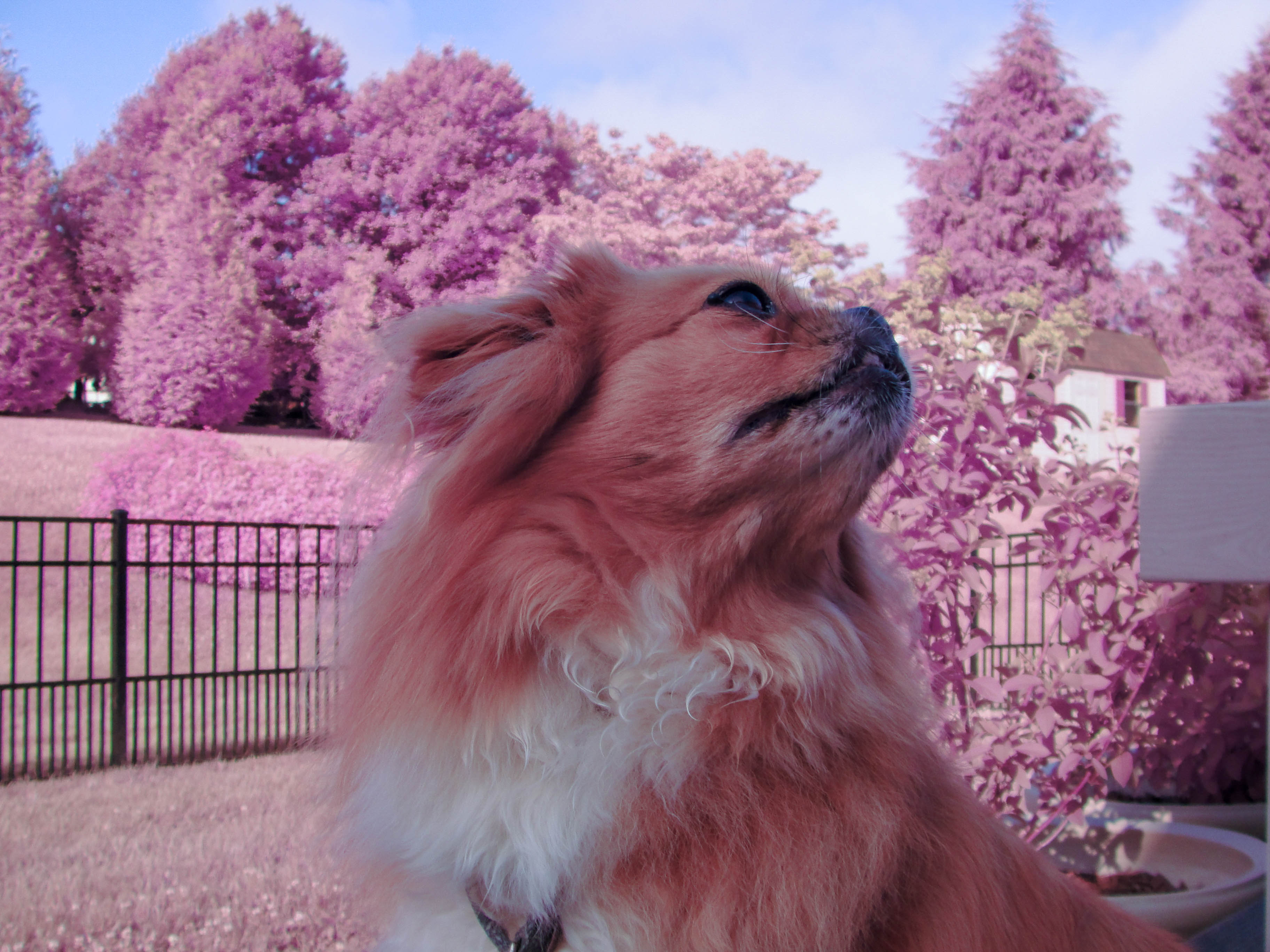 Sample infrared photo from DSC-H20