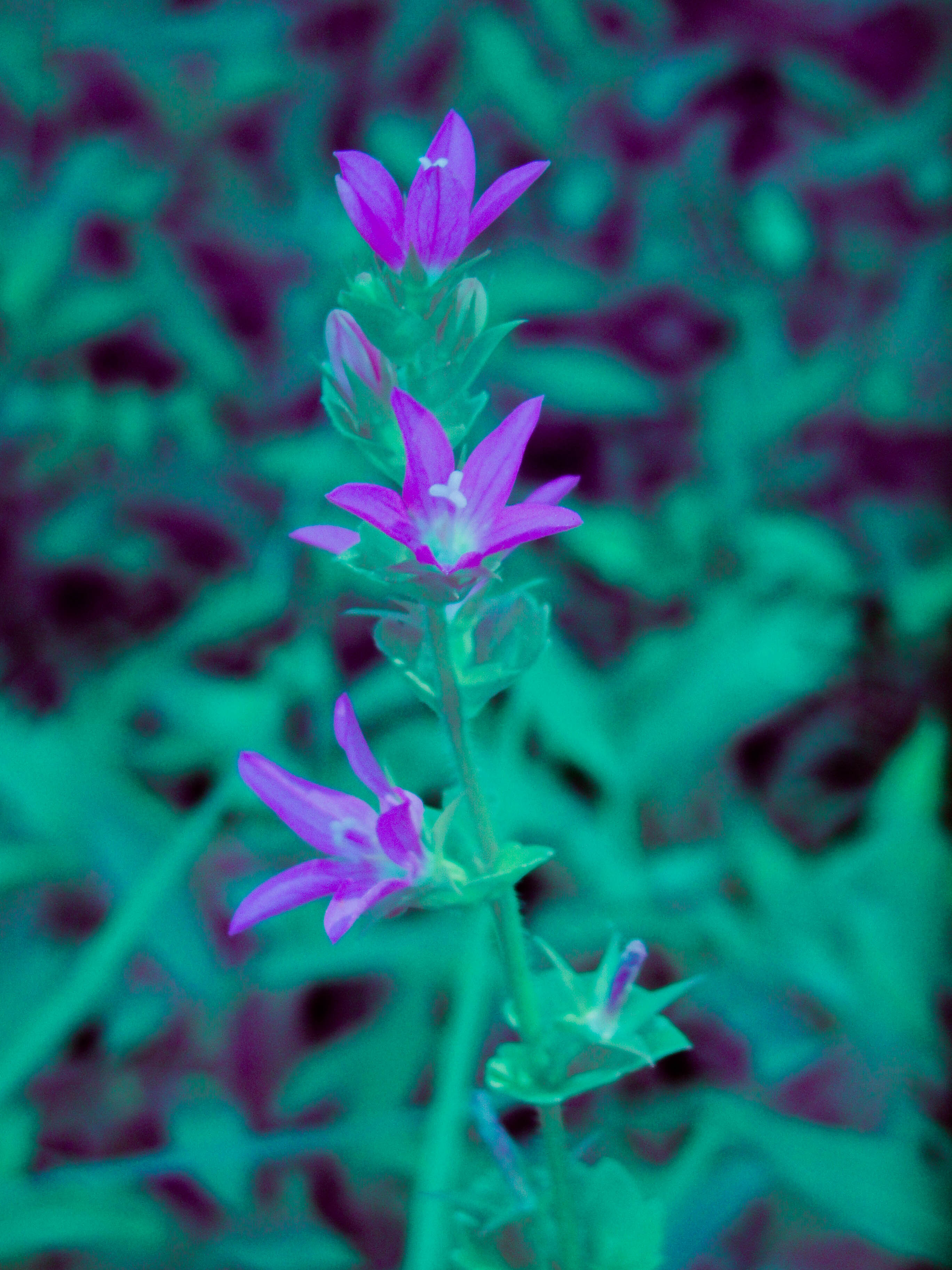 Sample infrared photo from DSC-H20