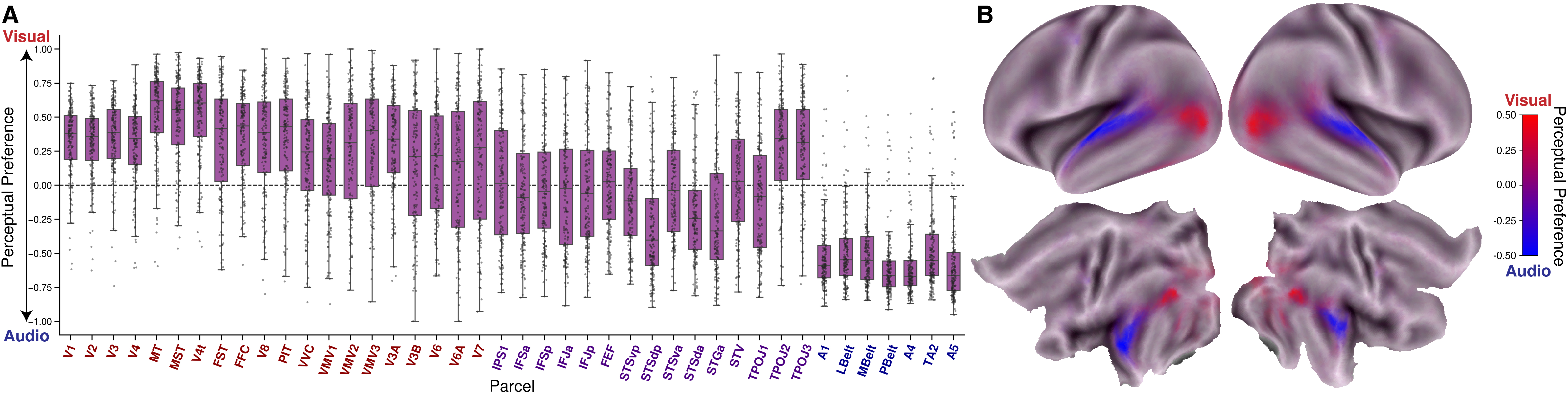 Box plots and cortical surface maps showing visual versus auditory perceptual preference across cortical parcels, with visual preference in visual regions and auditory preference in auditory regions.